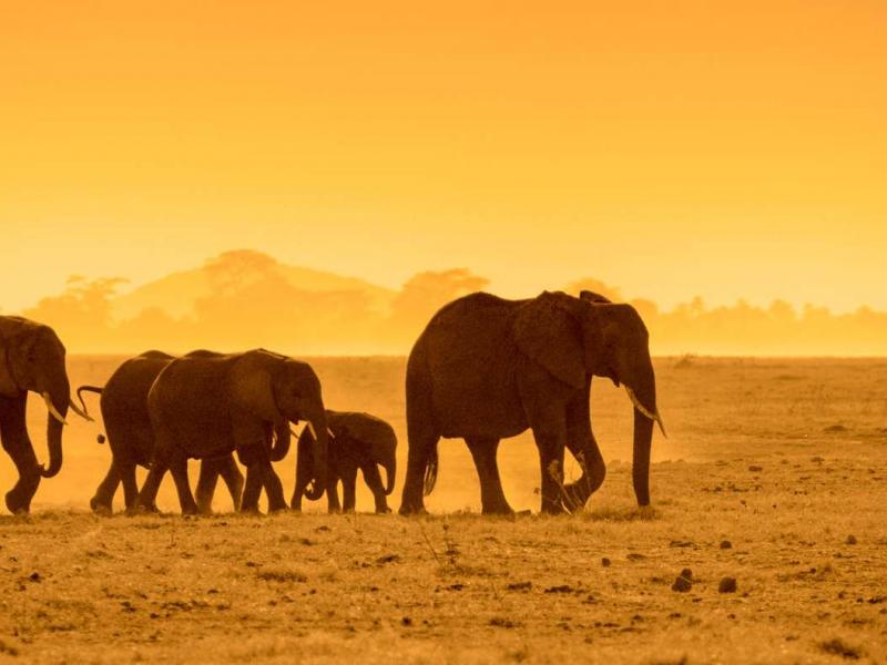 A Journey through the Untamed Beauty of Tsavo West National Park
